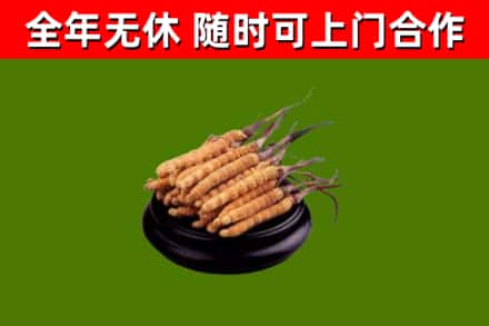 杜集区烟酒回收冬虫夏草.jpg