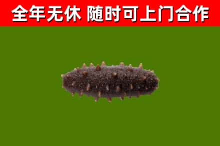 杜集区烟酒回收干海参.jpg